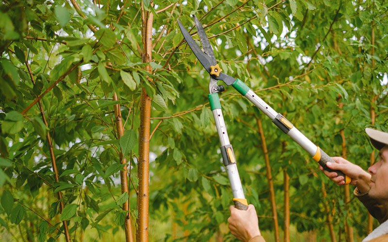 Tree trimming in Pembroke Township, IL